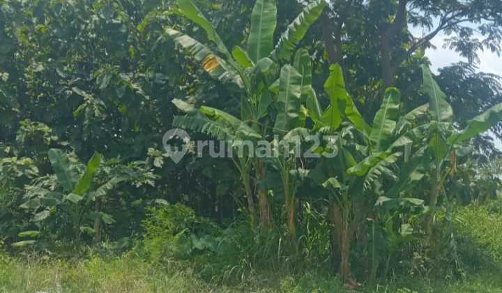 Vacant Land in Jaten, Karanganyar Vacant Land in Jaten, Karanganyar