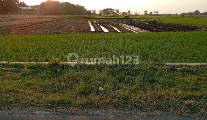 Tanah Sawah Lokasi Banjarharjo Kebakkramat  1