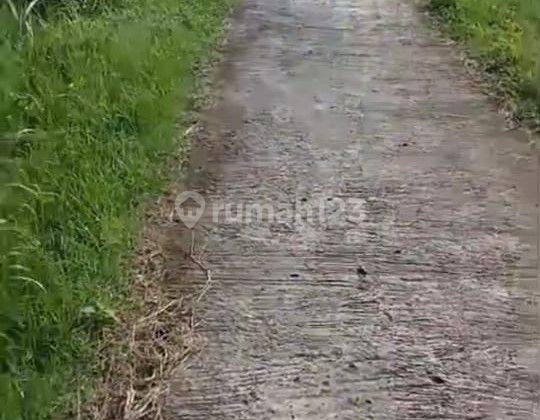 Tanah Sawah Lokasi Buntar Karanganyar  2