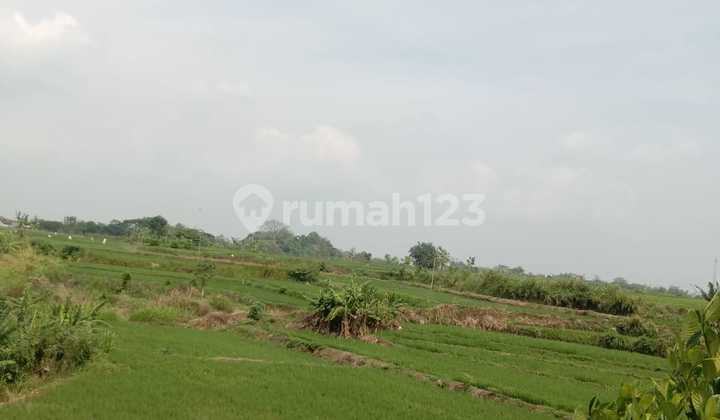 For Sale: 2000m² Rice Field in Kaliwuluh, Kebakkramat For Sale: 2000m² Rice Field in Kaliwuluh, Kebakkramat
