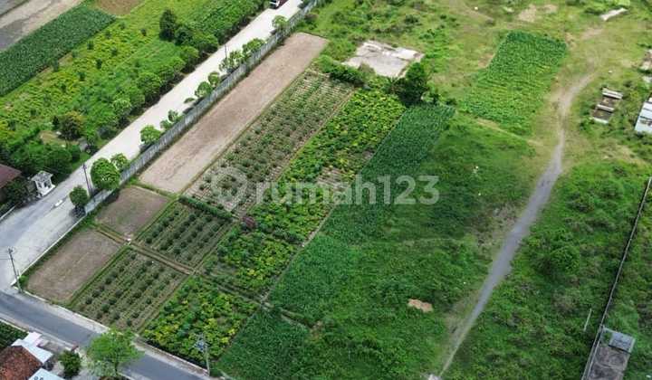 Dijual Sawah Lokasi Jogonalan, Klaten Dijual Sawah Lokasi Jogonalan, Klaten