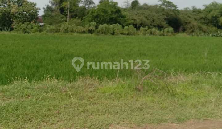 For Sale: Vast and Fertile Rice Field in Karanganyar For Sale: Vast and Fertile Rice Field in Karanganyar