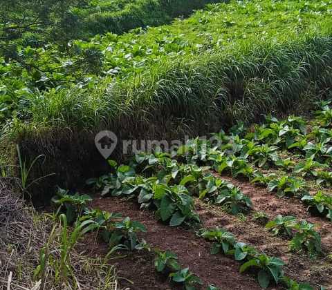 Land in Selo Boyolali