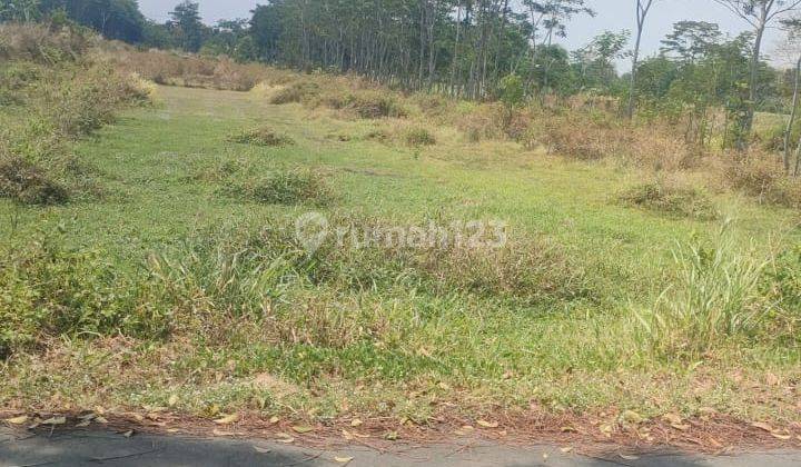 Sawah Dekat Jalan Tol Jogja-Solo  2