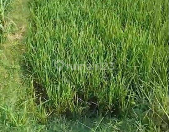Tanah Sawah Lokasi Buntar Karanganyar  1