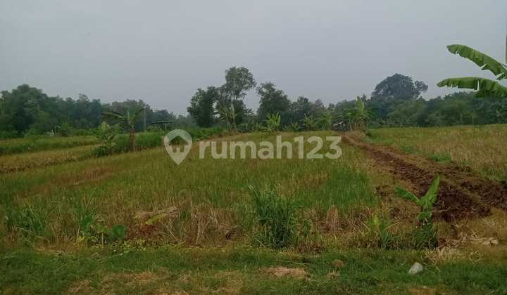 Rice Field Land Location Buntar Mojogedang Rice Field Land Location Buntar Mojogedang