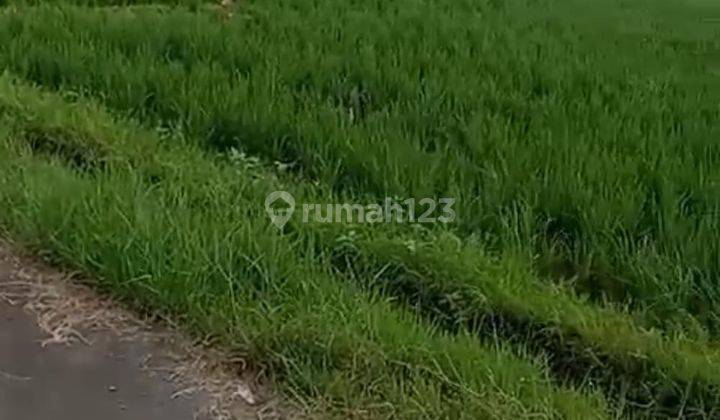 Tanah Sawah Dengan Akses Jalan mudah  1