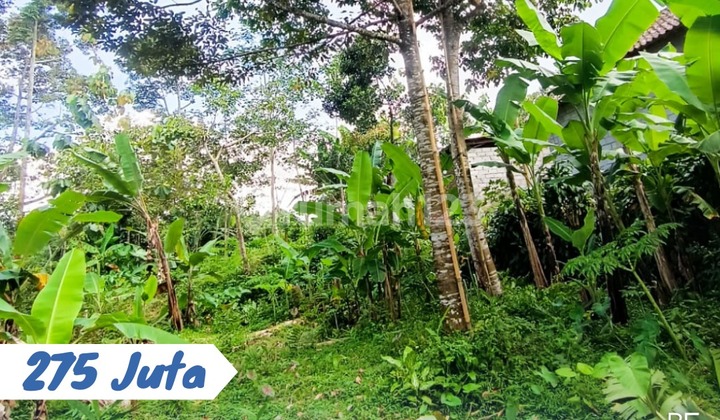 Dijual Kebun Durian Lokasi Karangpandan Dijual Kebun Durian Lokasi Karangpandan