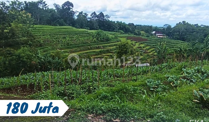 Dijual Tanah Sawah Lokasi Karangpandan