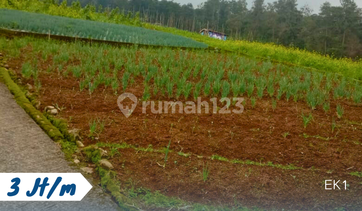 Land for Sale Location Blumbang Tawangmangu Karanganyar