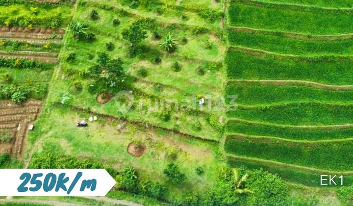 Dijual Tanah Sawah Lokasi Tohkuning Karangpandan