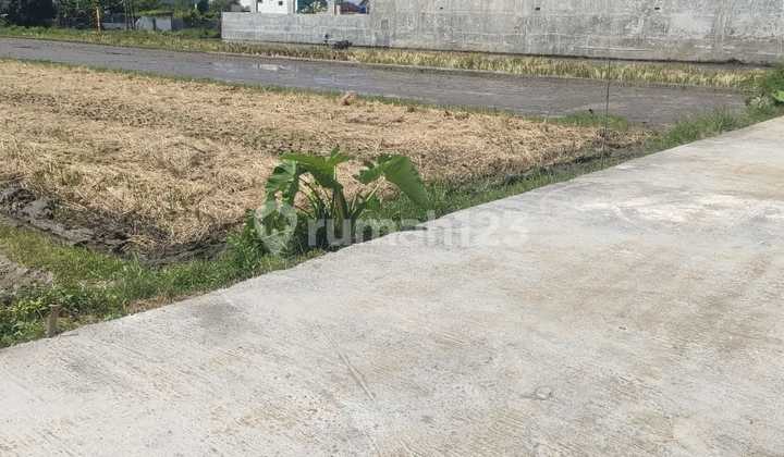 Sawah Zona Kuning di Klaten  1