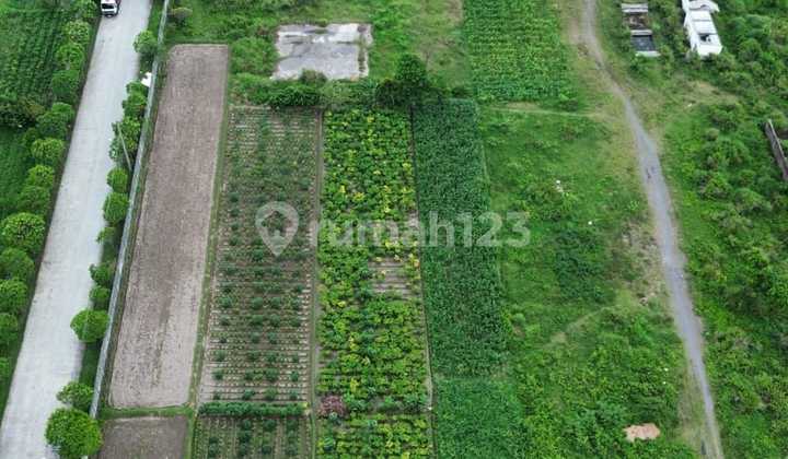 Dijual Sawah Lokasi Jogonalan, Klaten Dijual Sawah Lokasi Jogonalan, Klaten