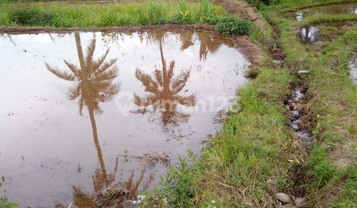 Dijual Tanah Sawah Lokasi Cisaat Sukabumi