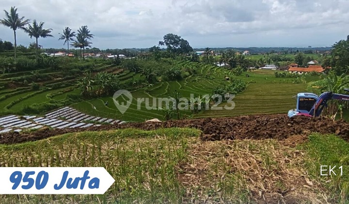 Dijual Tanah Sawah Lokasi Nglegok Ngargoyoso Karanganyar Dijual Tanah Sawah Lokasi Nglegok Ngargoyoso Karanganyar