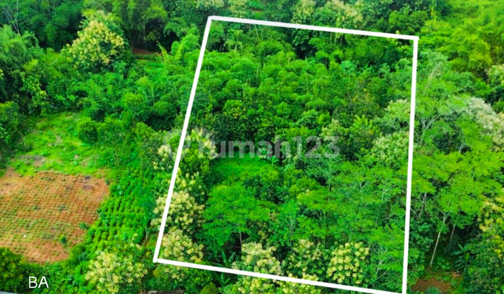 Dijual Tanah Kebun Jumantono Dijual Tanah Kebun Jumantono