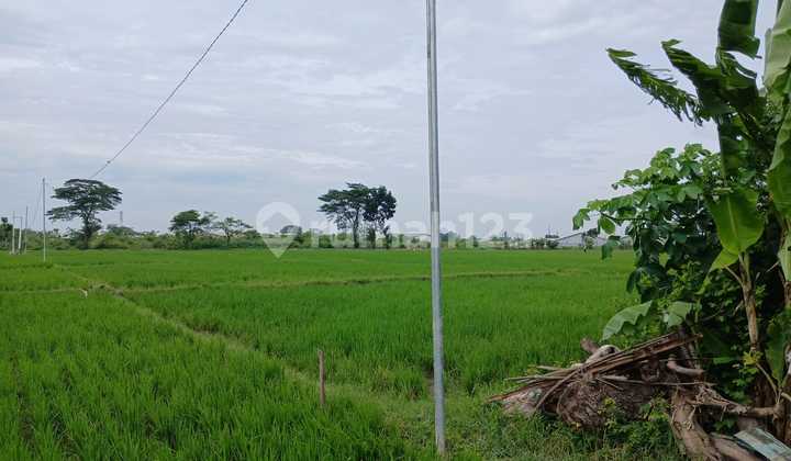 Tanah Sawah 2 SHM di Jaten 