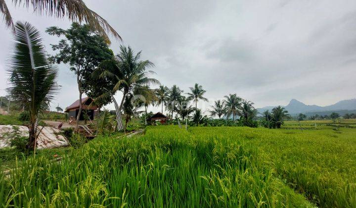 Jual Kavling Sawah Jalur Puncak Bogor Lokasi Strategis 2