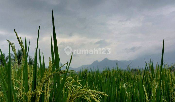 Jual Kavling Sawah Lokasi Bogor Timur Nempel Jalur Provinsi 1