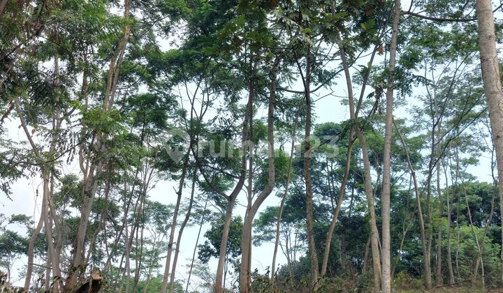 Jual Tanah Kavling Di Puncak 2 Nempel Jalur Alternatif Wisata