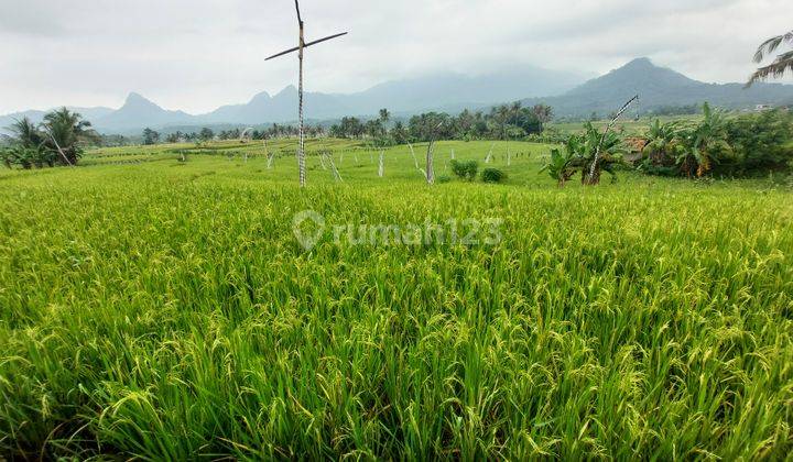 Tanah Kavling Sawah Jalur Puncak 2 View Pegunungan  2