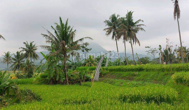 Tanah Kavling Sawah Jalur Puncak 2 View Pegunungan  1