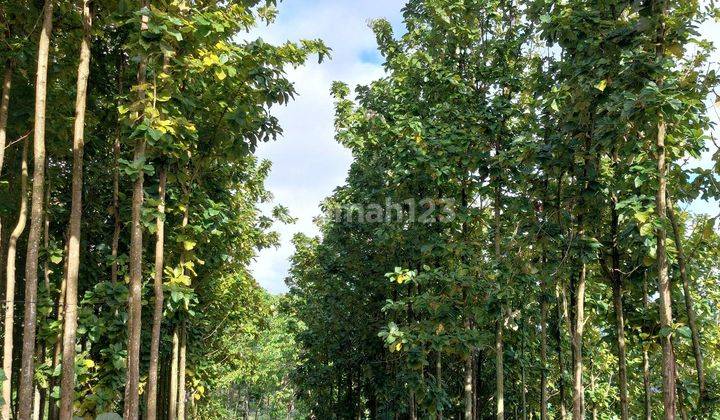 Jual Kavling Kebun Produktif View Indah Di Puncak 2 2