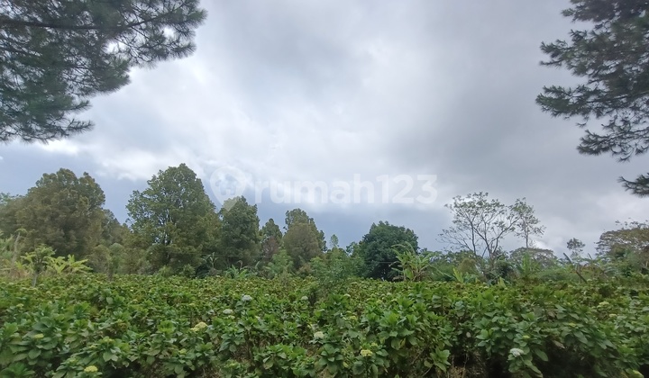 250 M2 Beach View Land Plot in Lovina & Mount Batukaru - Wanagiri Tourism Area Buleleng, Only 150 Meters From Cinta Waterfall.