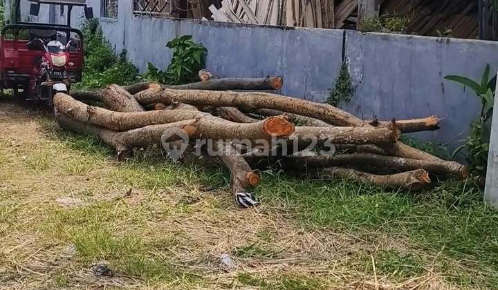  TANAH PINGGIR JALAN RAYA DEKAT KAMPUS Triatmuly Jembrana