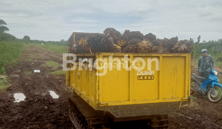 X004 -  Dijual Kebun Sawit 263 ha Full SHM di Pelalawan, Riau  2