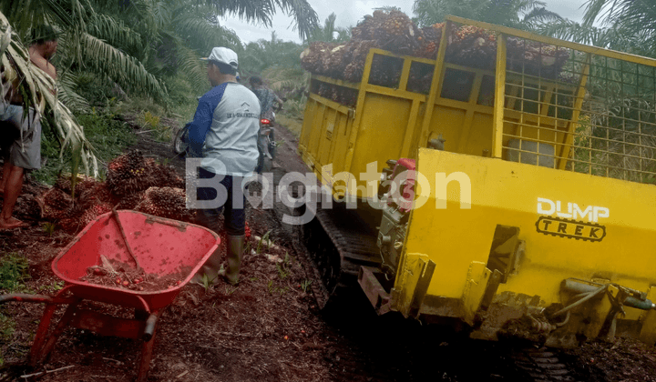 X004 -  Dijual Kebun Sawit 263 ha Full SHM di Pelalawan, Riau  1