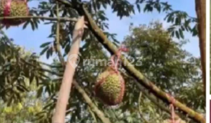 For Sale, Duran Plantation Land