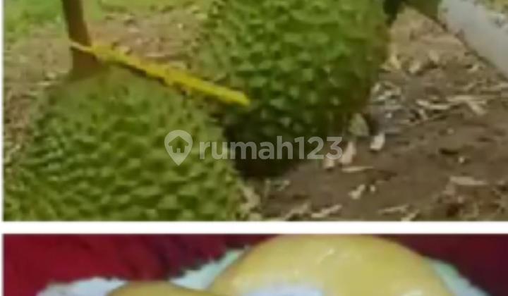 For Sale, Duran Plantation Land