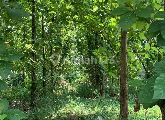 Dijual Kavling Include Pohon Jati di Nanggewer Cibinong