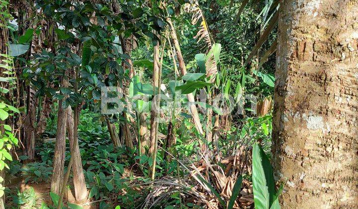 DIJUAL TANAH UKURAN 31 METER X 82 METER 1