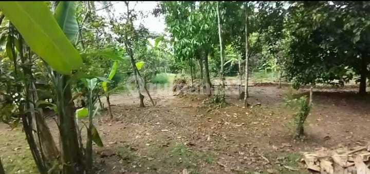 DIJUAL MURAH TANAH NARIMBANG, RANGKASBITUNG, LEBAK (Dekat TOL Serang-Panimbang)