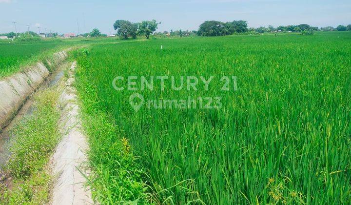 Dijual Tanah Sawah Strategis Di Serang Banten 1