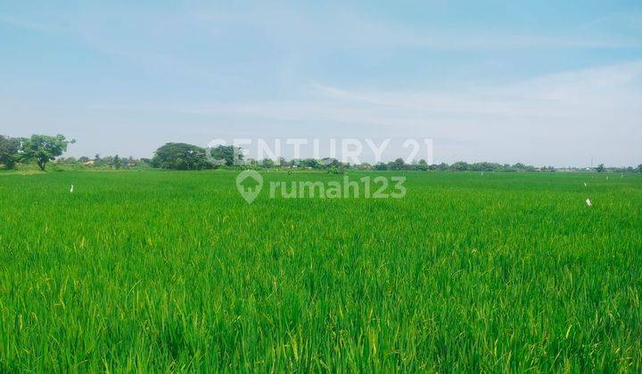 Dijual Tanah Sawah Strategis Di Serang Banten 2