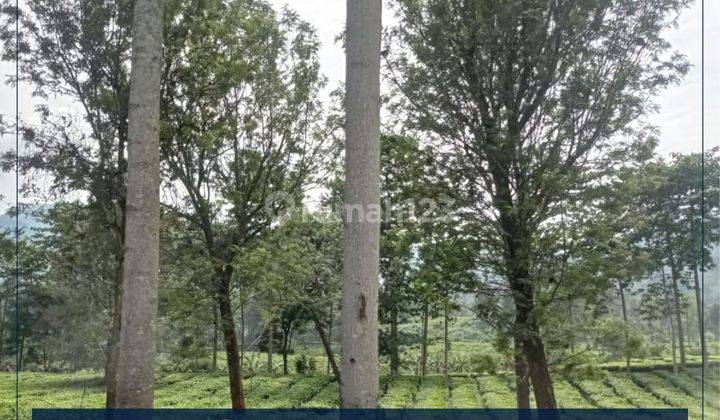 Tanah Lokasi Strategis LT 1.2Ha Tugu Selatan Bogor Jawa Barat 1