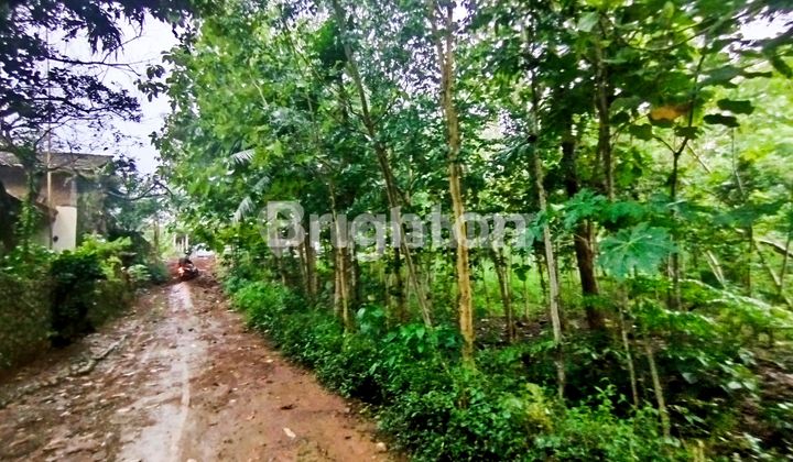 VIEW LAND NATURE - JATIPURO KARANGANYAR VIEW LAND NATURE - JATIPURO KARANGANYAR