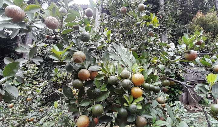 Jual Rumah Mewah Hitung Tanah