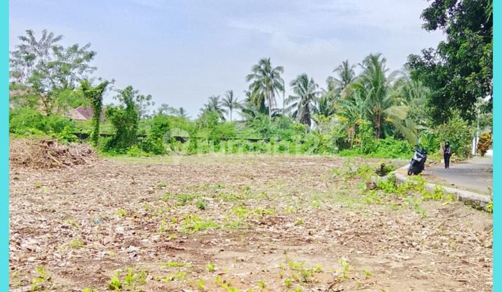 Tanah Mangku Jl Aspal Cocok Hunian Area Jl Palagan Jogja