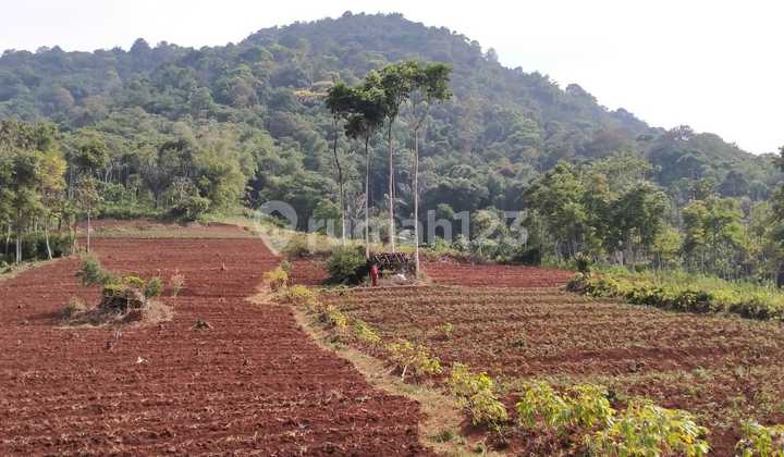 Tanah Dijual 1 hektar cuma 250rb/meter di Desa Cinanjung Tanjungsari Kab Sumedang #ByKangRahi