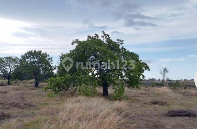 Land Karang Asem 2 Hectares Bali Auction Strategic Land Karang Asem 2 Hectares Bali Auction Strategic