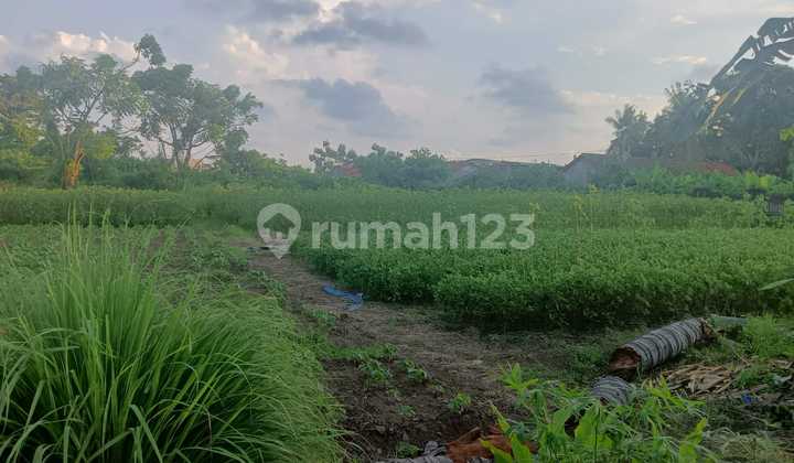 Dijual Tanah Teluk Naga Sangat Murah 2
