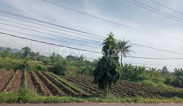 Tanah Luas Siap Bangun di Sabandar Hilir Cianjur Tanah Luas Siap Bangun di Sabandar Hilir Cianjur