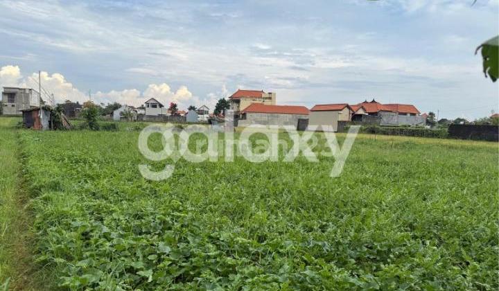 Plantation Land in Sanur Kauh Denpasar, Bali Plantation Land in Sanur Kauh Denpasar, Bali