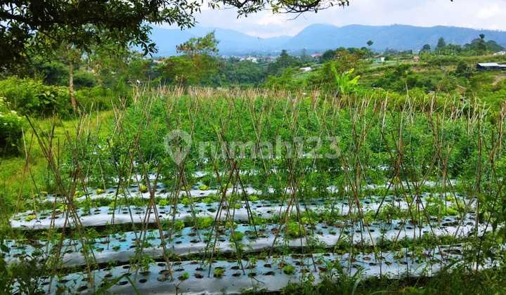 Tanah 1 Hektar Di Lembang Harga Murah Cocok Untuk Perkebunan 1