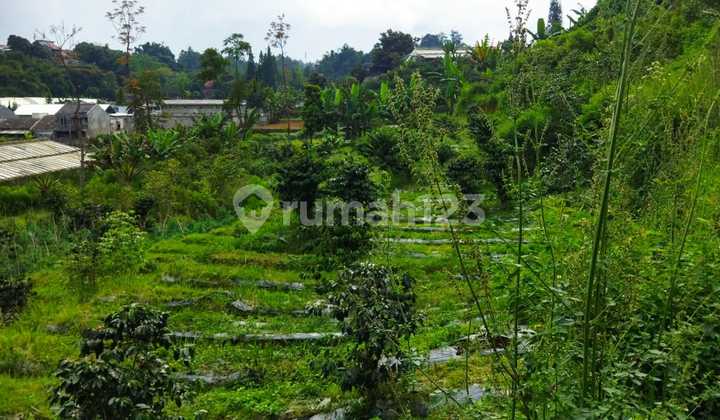 Tanah 1 Hektar Di Lembang Harga Murah Cocok Untuk Perkebunan 2