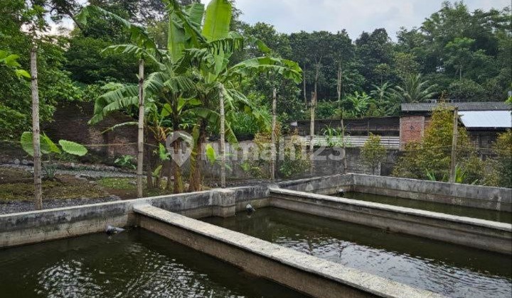 Rumah Usaha Strategis Murah Cafe Sulfat Blimbing Malang